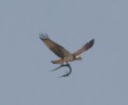 /album/photogallery/osprey-with-catch-2-jpg/